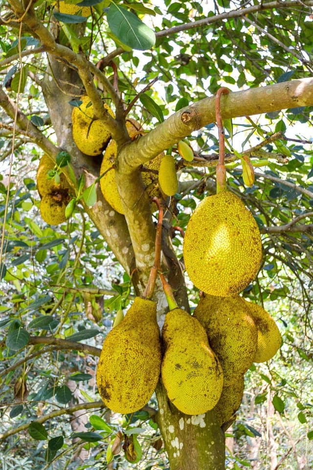 Джекфрут
Jackfruit
Mít 1