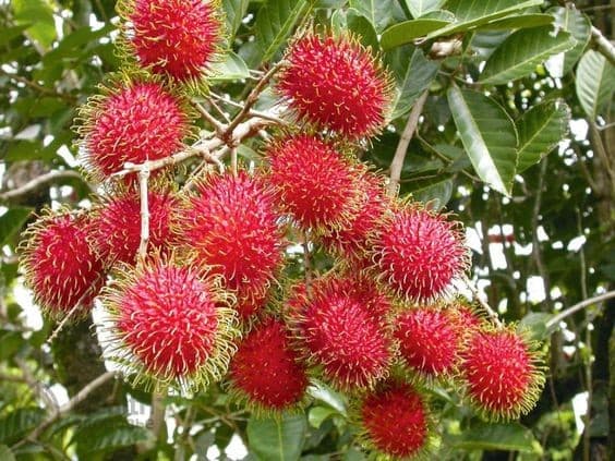 Рамбутан
Rambutan
Chôm Chôm 1