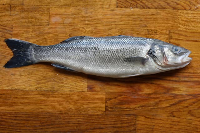 Морской окунь
Sea Bass
Cá vược